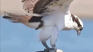 Eagle Caple ????#febspot #funny