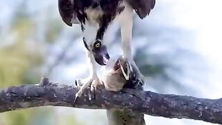 Eagle Attack ????#febspot #Trending️