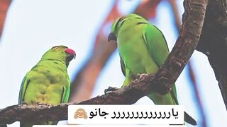 Silent love 2