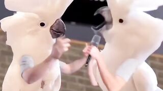 Funny cockatoo ????#febspot