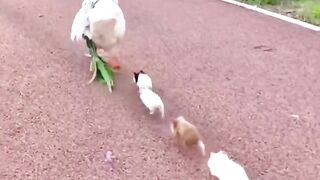 Duck with pigs ????#Trending️ #febspot