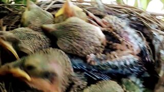 Wow great video the babies in the nest have opened their beaks for food - Febspot