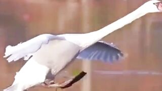Duck landing on the water????#febspot #funny
