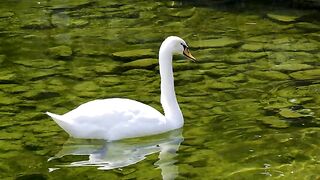 Natural view of ducks in lack