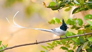 Birds 27