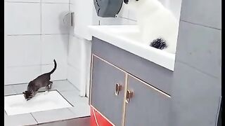 Smart kitten