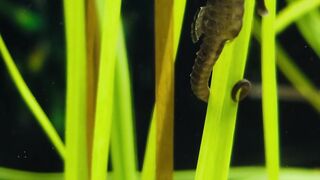 Dolphin Mysteries  Facts You Never Imagined #shorts #dolphin  #factsanimal