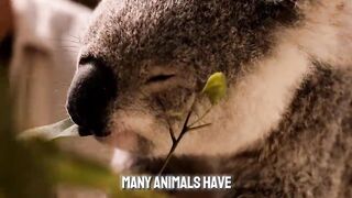 The Hidden Secrets of Seahorses That Shocked the World of Science