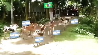 Brazil 5