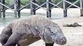 Komodo,Labuanbajo