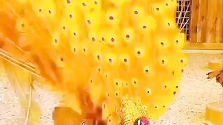 Peacock ????#febspot #funny
