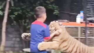 Friendship with the tiger ????#febspot #funny
