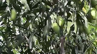 Funny seasons