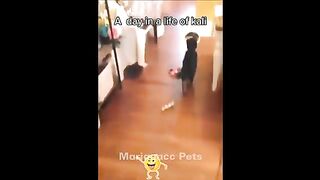 ???????? Funniest Cats and Dogs Videos ???????? Funny Animal Videos 2024 #17