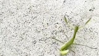Mantis fights with sparrow