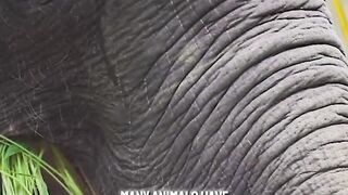 Strange and Mysterious Facts About Blue Whales #factsanimal #shorts #whales