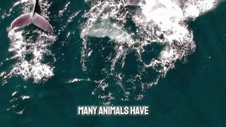 Elephant  Giant Animal with Mysterious Facts  #factsanimal #elephant #shorts