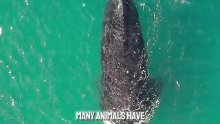 Unsolved Crocodile Mysteries  The Shocking Facts B  #factsanimal #shorts #crocodile