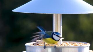 Beautiful birds 19