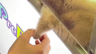 Nyanpasu
