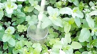 DANS MON JARDIN