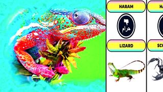 Halal And Haram Animals Meat in