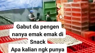 ayam broiler  || kata kata lucu