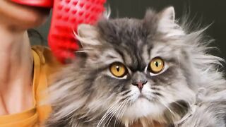 The World Everything Amazing | Episode 527 | 2024 |