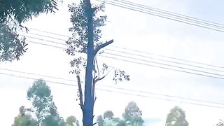 Amazing Invention: Use _Of _lasers _To _Cut _Trees