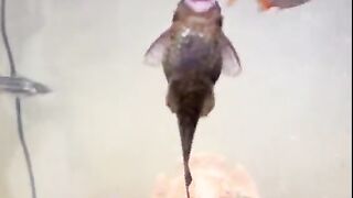 Funny fish 2