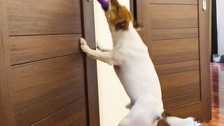 Chien méchant