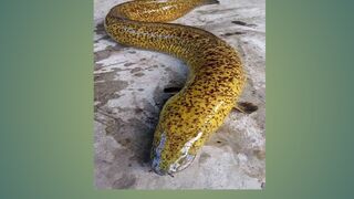 Best eel fishing vidio
