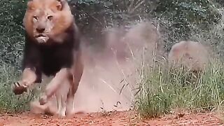 King of animals ????