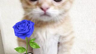 كل واحد ليه ورده هديه