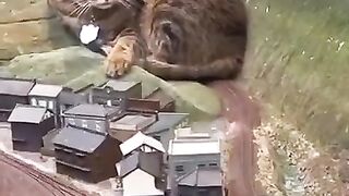 Funny cat 277