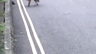 Fox vs Rat fight