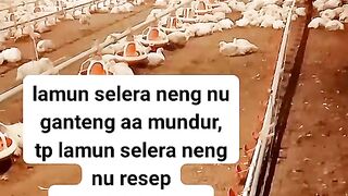 ayam broiler || kata kata lucu 174