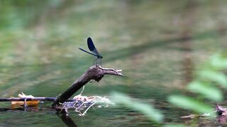 NATURE 30137
