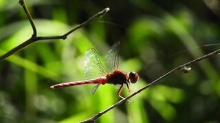 NATURE 30138