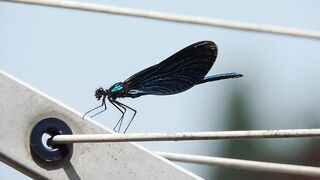 NATURE 30140