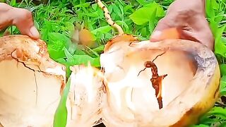 Heirloom dagger in coconut fruit