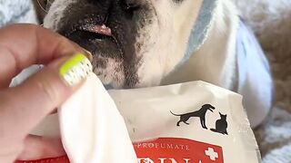 Funnydogs 4