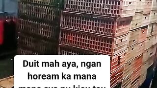 ayam broiler || kata kata lucu 177