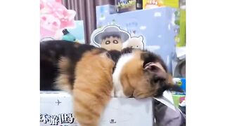 Kucing lucu 67