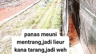 ayam broiler || karta kata lucu