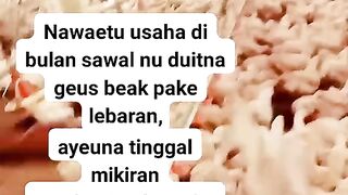 ayam broiler || kata kata lucu 179