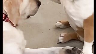 Funnydogs 5