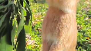 #BeautifulLittle_Rabbit