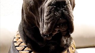 Funnydogs 6