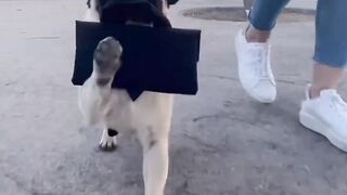 Funnydogs 7